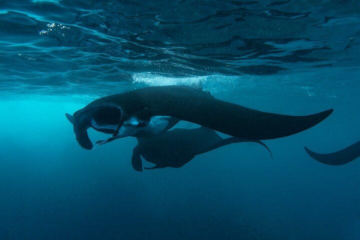 Excursión de un día a Nusa Penida: barco, 4 snorkeling, Mantarrayas y tour terrestre