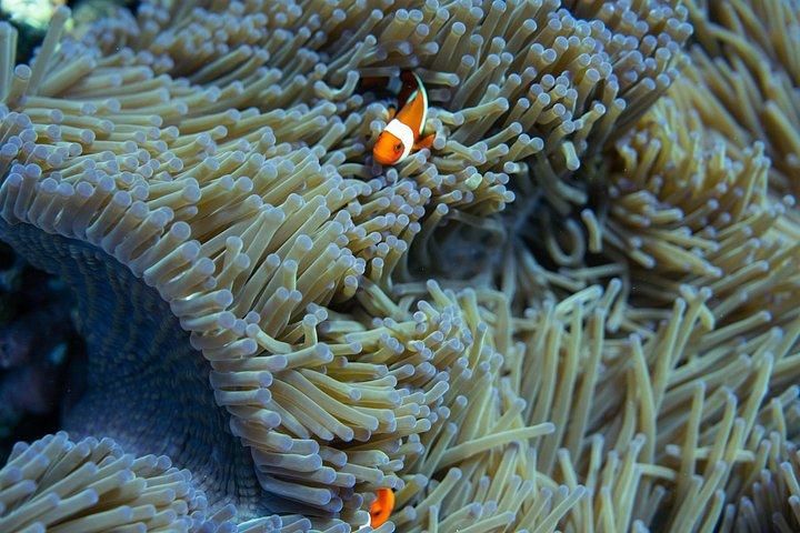 バリ島からのヌサペニダマンタシュノーケリング＆陸上ツアー
