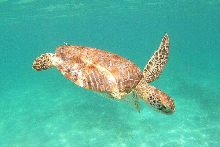 Tour Privado Nado con tortugas, 2 cenotes & gopro