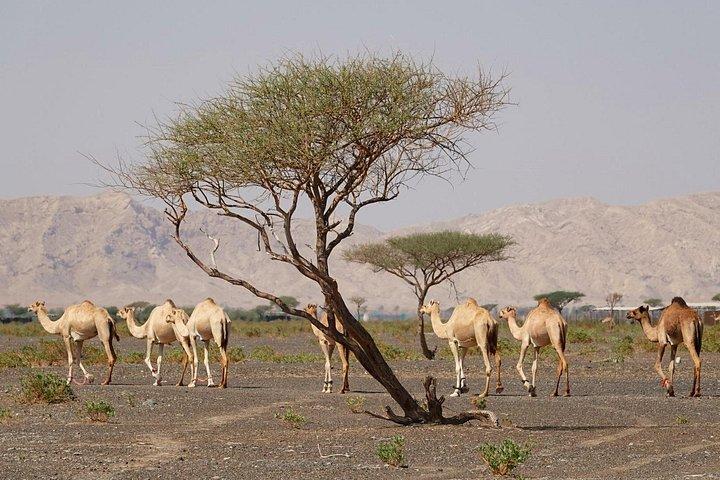 Reise ins Herz der Emirate