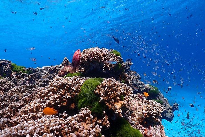 プーケット：シミラン諸島終日シュノーケリングツアー（ランチ付き）