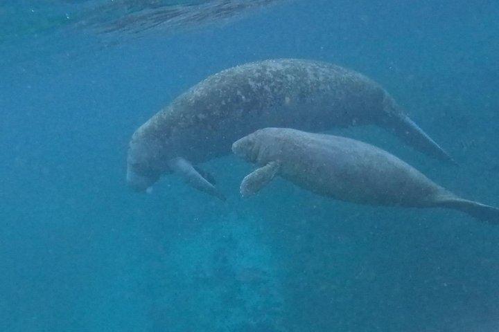 プライベート マナティー スイム クリスタル リバー FL 6 人乗り最大無料写真