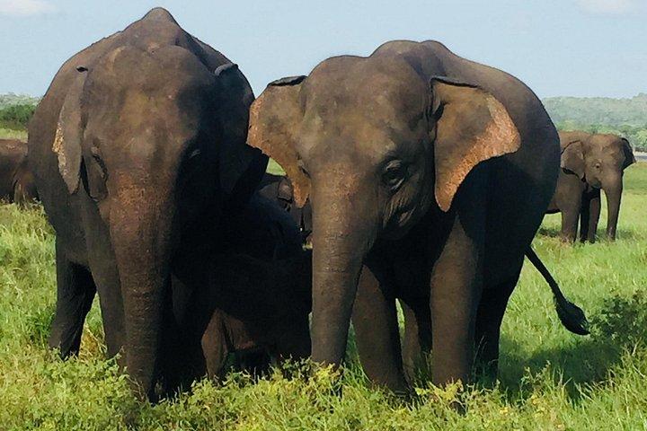 All-Inclusive Sri Lanka 14 Days Guided Tour