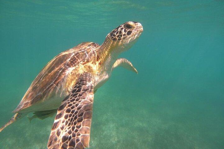 Tour Privado: Nado com tartarugas, 2 cenotes e GoPro