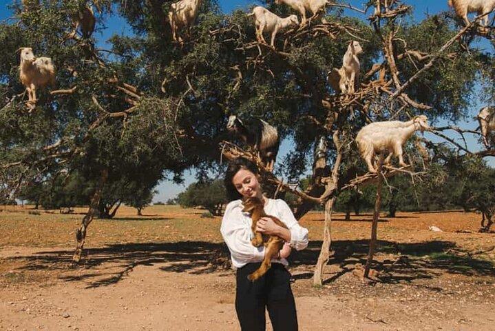 Argan Tree-Climbing Goats Morning Tour From Agadir