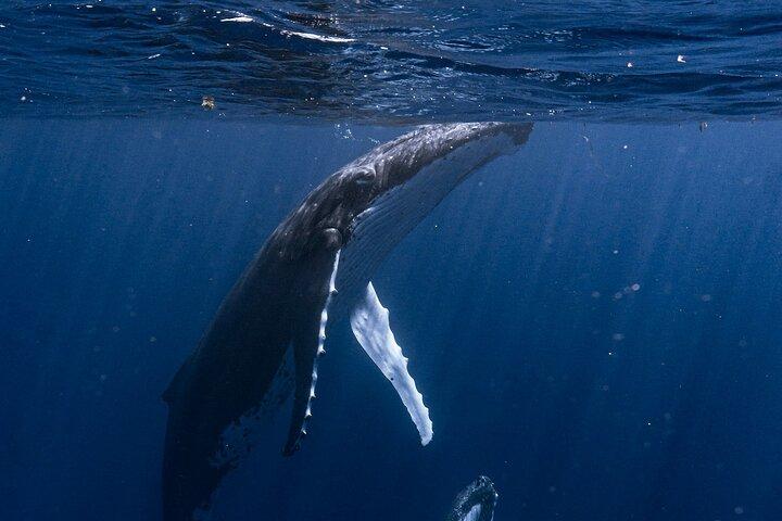 Expedición Compartida de Ballenas