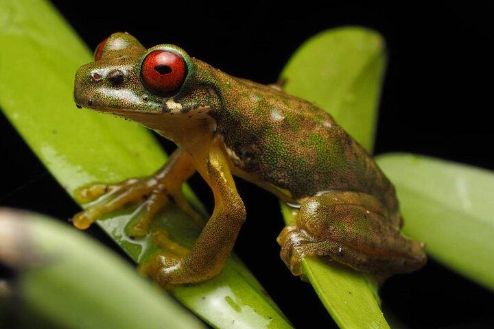 Monteverde Night Walk: Guided Wildlife Tour