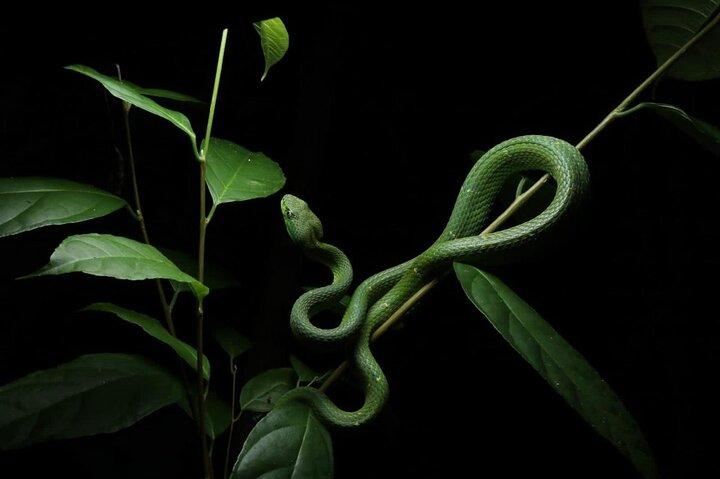Monteverde Night Walk: Guided Wildlife Tour