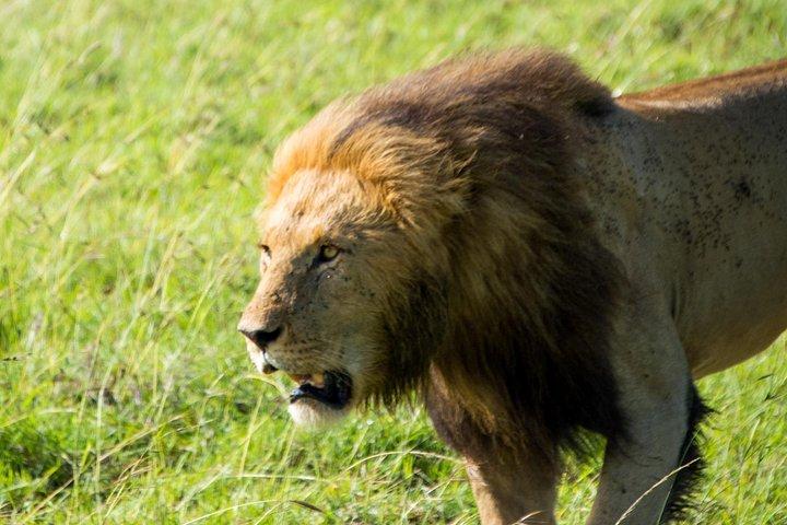 オーバーランドサファリトラックでナイロビ国立公園半日