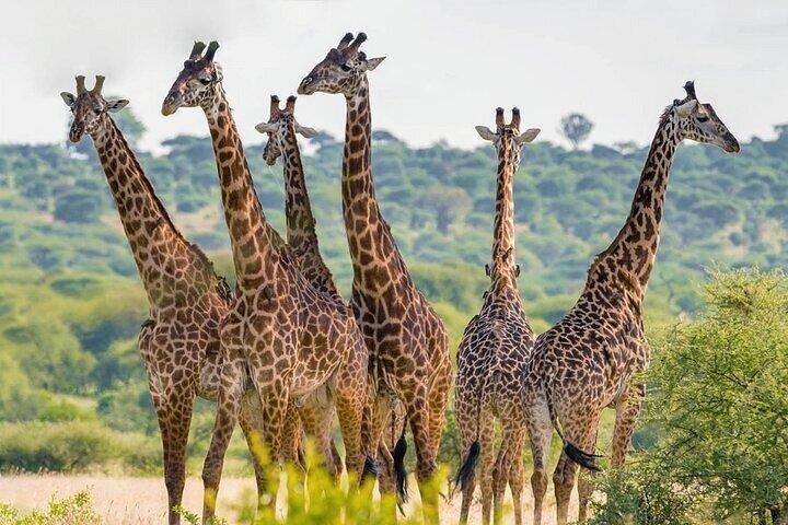 Visite guidée d'une demi-journée du parc national de Nairobi