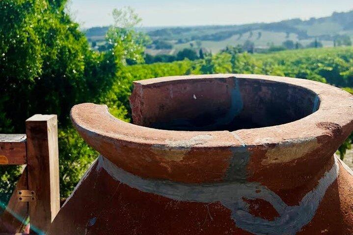 Découvrez les vins italiens à Tenuta La Viola avec 6 dégustations