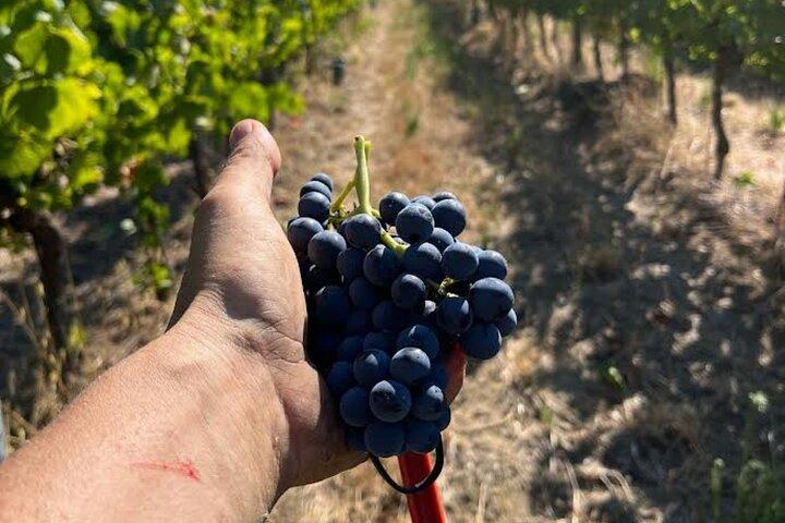 Découvrez les vins italiens à Tenuta La Viola avec 6 dégustations