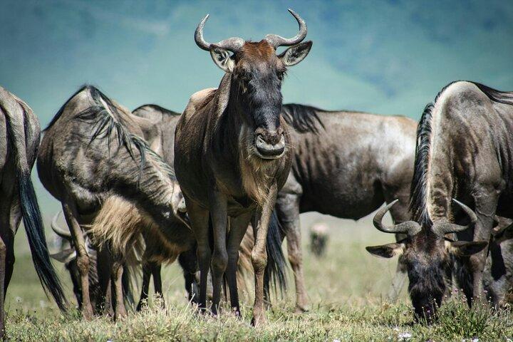 4 Days Safari Tour at Tarangire, Serengeti and Ngorongoro Crater