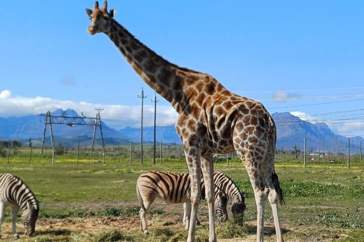 Cheetah Outreach, Giraffe Encounter, and Wine Tasting Experience