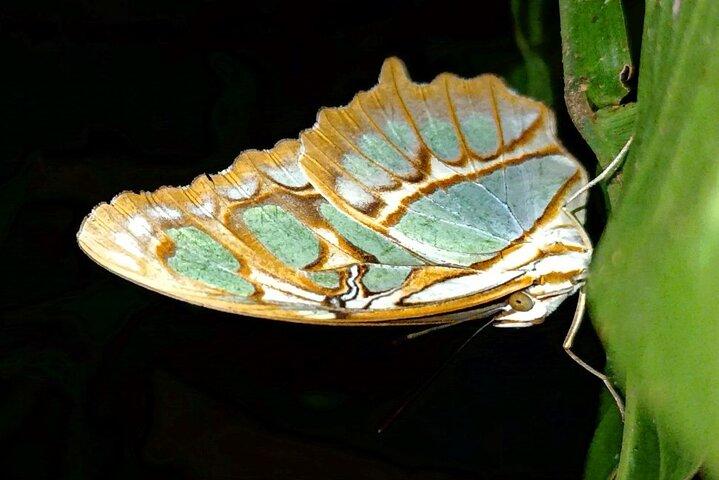 Monteverde Night Walk: Guided Wildlife Tour