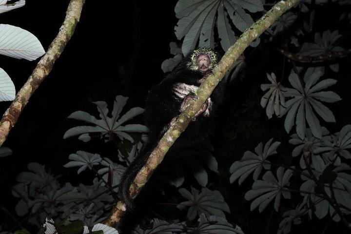 Monteverde Night Walk: Guided Wildlife Tour
