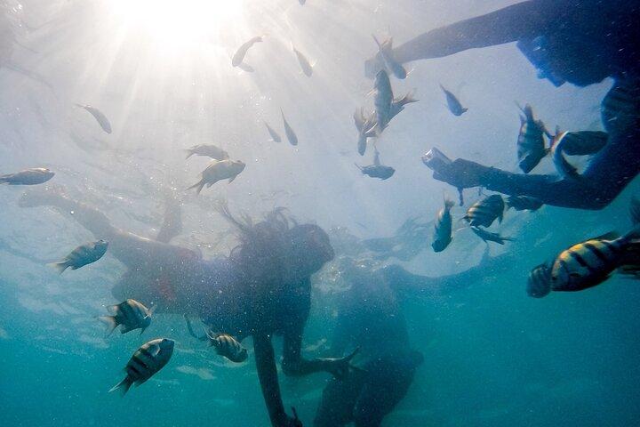Visita Guiada a la Isla de Barú y Manglares