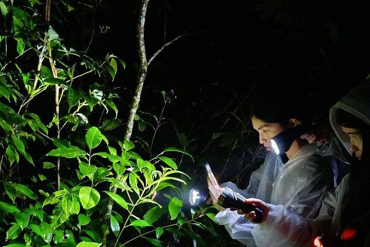 Monteverde Night Walk: Guided Wildlife Tour