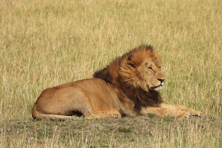 4 días de safari en el lago Nakuru y Masai Mara