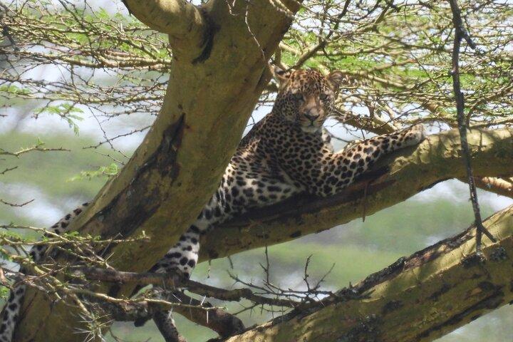 4 días de safari en el lago Nakuru y Masai Mara
