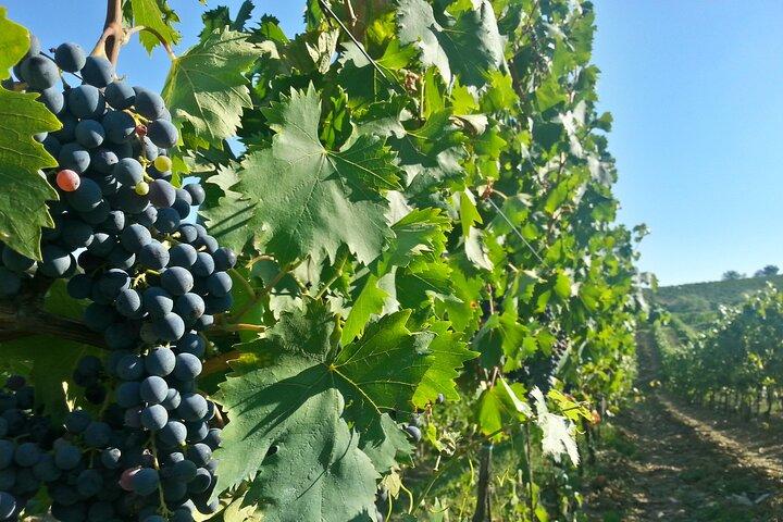 O melhor da excursão privada ao vinho Chianti Classico com jantar em uma butique