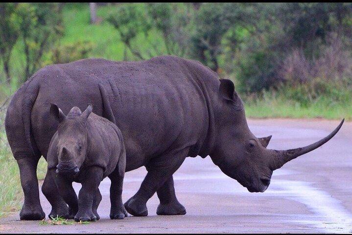 4 Days Maun and Chobe National Park All inclusive