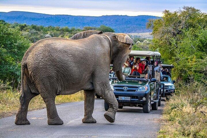 Forfait Safari de 3 jours au départ de Durban