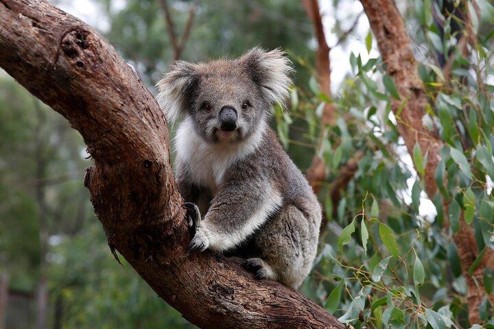 Experiência com coalas no Zoológico de Melbourne - sem entrada