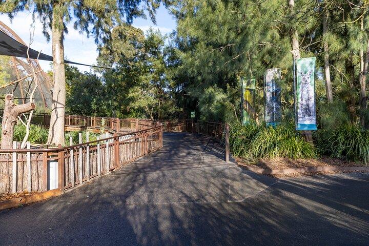 Experiência com coalas no Zoológico de Melbourne - sem entrada