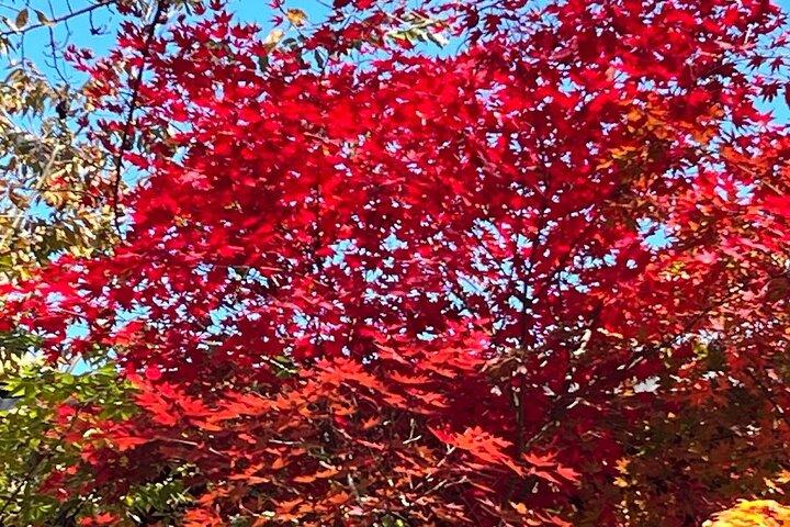 Tokyo Autumn Gardens, privéwandeling met de trein en metro