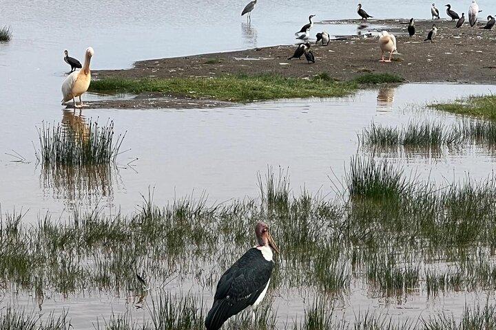 Heldagssafaritur til Lake Nakuru National Park
