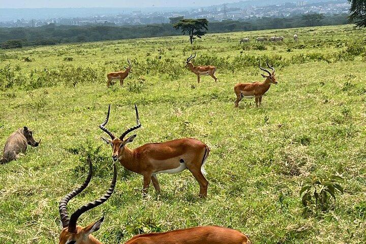 Heldagssafaritur til Lake Nakuru National Park