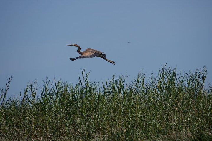 リスボン：ボートツアー - テージョ自然保護区での野鳥観察