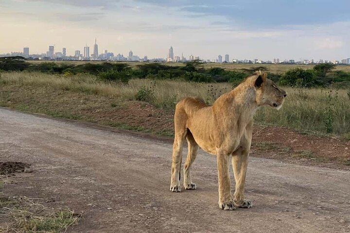 ナイロビ国立公園とキリンセンターへの空港乗り継ぎツアー