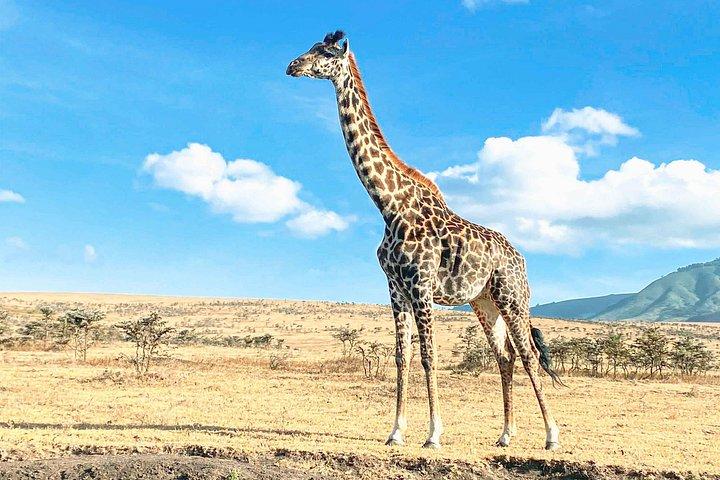 4 days safari