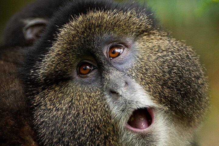 Un giorno in Ruanda Golden Monkey Trek con Dian Fossey o Guardiani