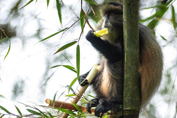 Ein Tag Ruanda Golden Monkey Trek mit Dian Fossey oder Wächter