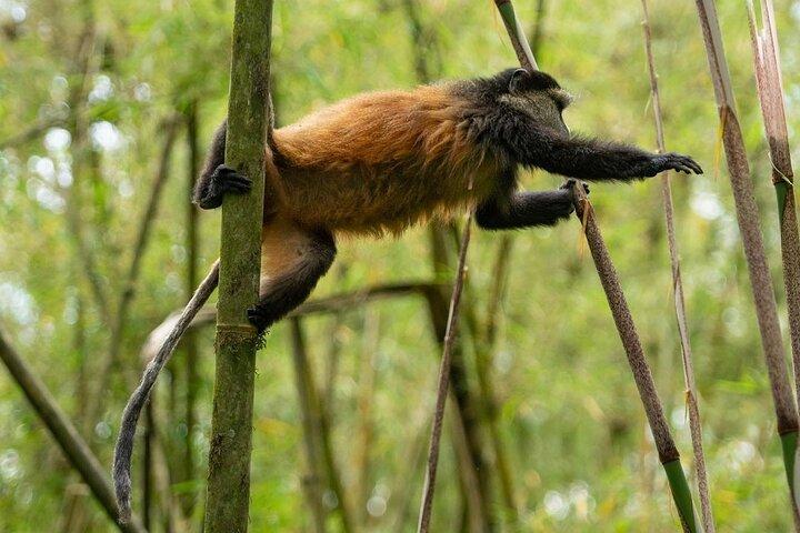 Ein Tag Ruanda Golden Monkey Trek mit Dian Fossey oder Wächter