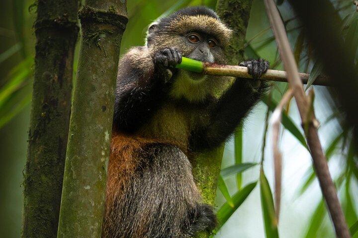 Ein Tag Ruanda Golden Monkey Trek mit Dian Fossey oder Wächter