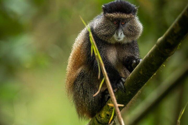 Ein Tag Ruanda Golden Monkey Trek mit Dian Fossey oder Wächter
