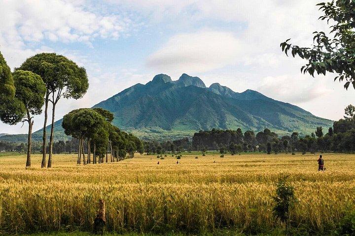 One-Day Rwanda Golden Monkey Trekking Tour