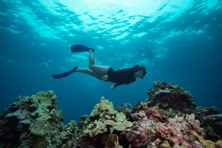 マウイ島 : モロキニ島とタートルズ島の豪華ヨットシュノーケル