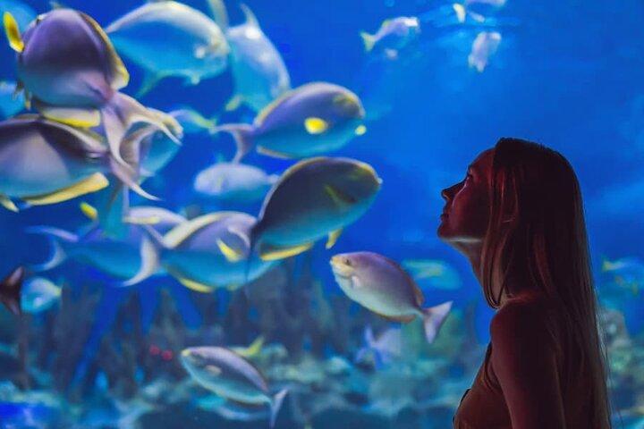 ドバイ水族館＆水中動物園入場券