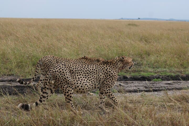 5-Day Private Safari on Amboseli Nairobi and Masai Mara Adventure