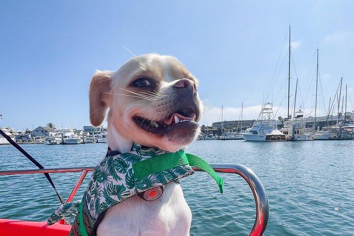 Noleggio barche elettriche a San Diego Bay. Canottaggio per famiglie