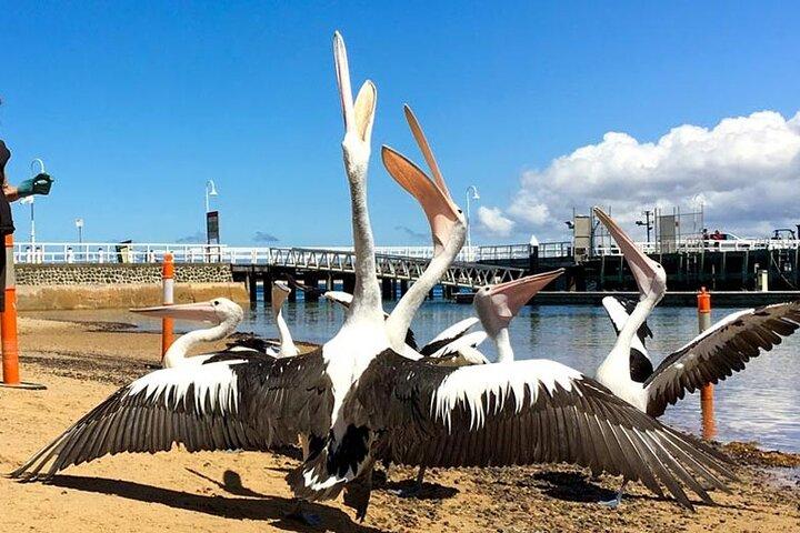 メルボルン発フィリップ島野生動物クルーズとペンギンツアー