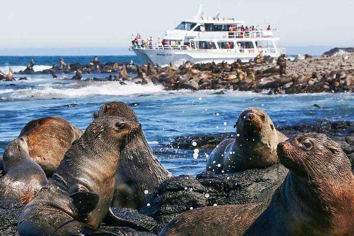 メルボルン発フィリップ島野生動物クルーズとペンギンツアー