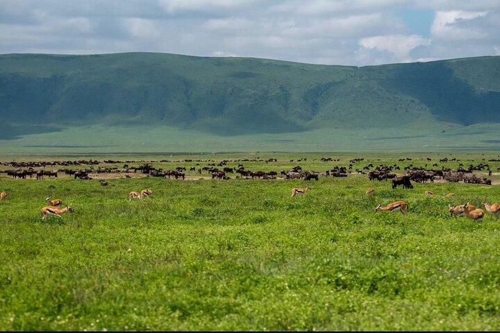 Viaje de un día privado a través del corazón del cráter Ngorongoro