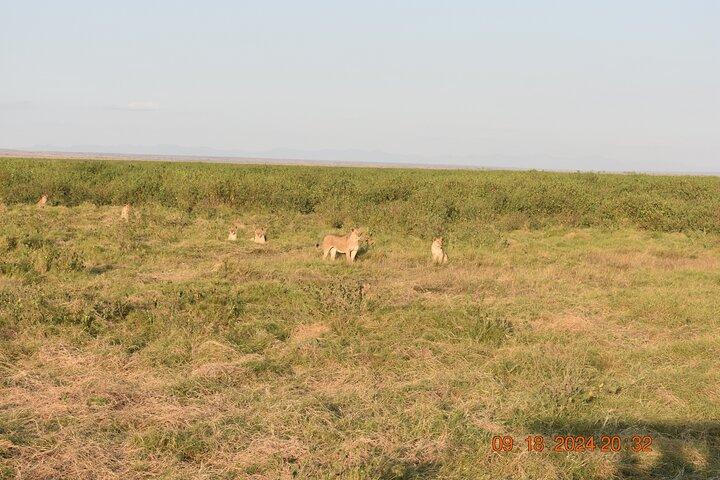 Safari privato di 5 giorni e 4 notti al Masai Mara e Nakuru, alta stagione