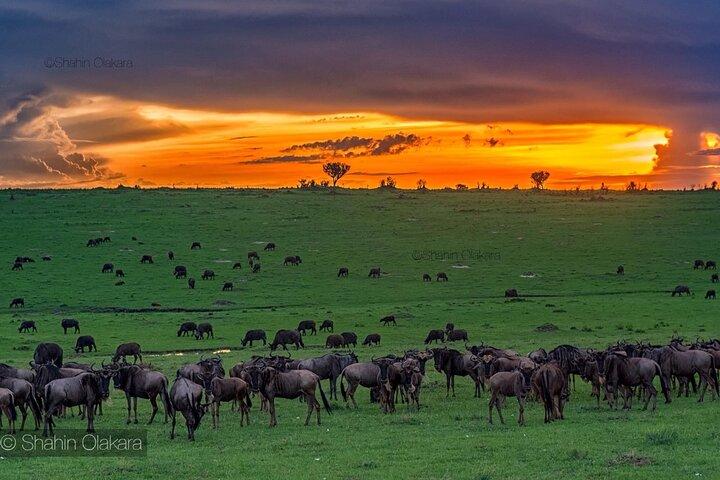 Safari privato di 5 giorni e 4 notti al Masai Mara e Nakuru, alta stagione